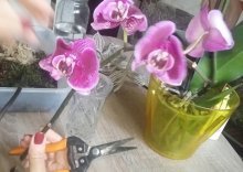 размножение орхидеи укоренением цветоноса