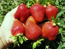 вкусовые качества ягод клубники монтерей