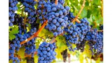 виноград альфа описание сорта