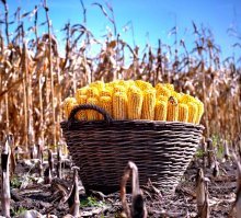 урожайность кукурузы