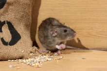 Переносят ли мыши бешенство