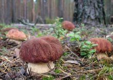 Сколько твремени расут грибы