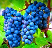 Сорт винограда каберне совиньон, характеристики
