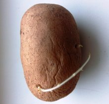 Тонкие ростки картофеля