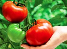 Повышение урожайности помидор