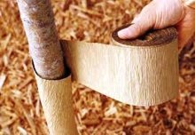 Обматывание ствола дерева бумагой