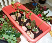 Как прорастить розу из букета в картошке