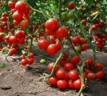 Преимущества выращивания помидоров по Маслову