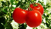 Ошибки при посадке томатов