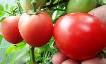 Секреты урожайности томатов