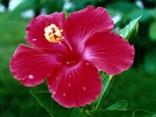 Гибискус цветок
