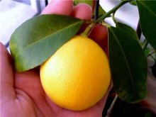 Лимон Мейера плод