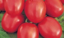 Устойчивый ранний томат