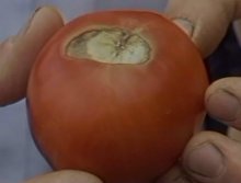 Пятнистость томатов