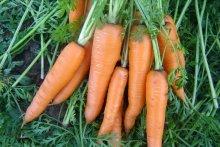Морковь, плоды