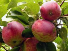 Садоводство яблонь