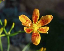 Беламканда китайская цветок