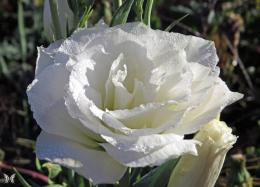 Eustoma