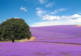 lavanda