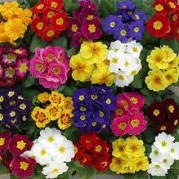 primula