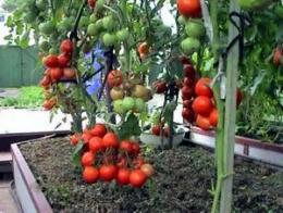 как правильно ухаживать за помидорами