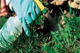 Чем обработать сорняки на клубнике: лучшие гербициды и правила применения