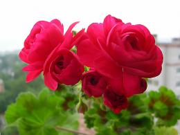 пеларгония Пак вива розита