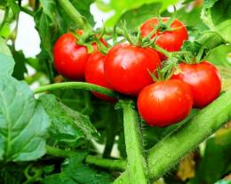 томаты взрыв урожайность 