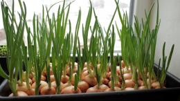 выращивание лука на зелень в домашних условиях
