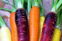 Желтая морковь: что это такое, узбекские сорта для плова