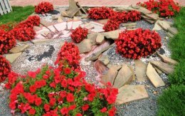 Красные цветы для клумбы, фото, описание