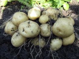 tip ploda kartofelya