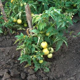 выращивание помидоров