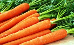 Морковь домашняя
