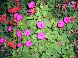 Mirabilis jalapa