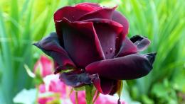 Black prince роза