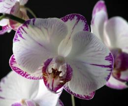 Цветы орхидеи во время цветения