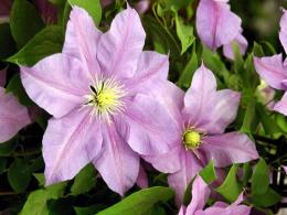 Clematis