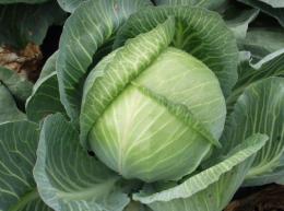 Cabbage