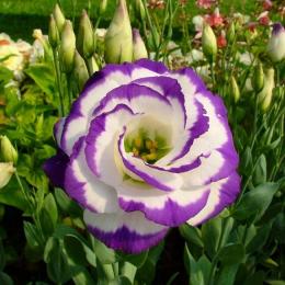 Eustoma