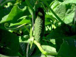 Cucumber