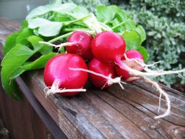 Radish