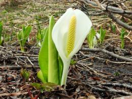 Lysichiton