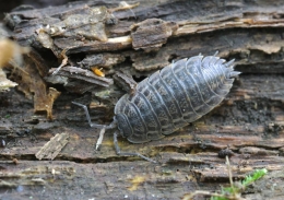 Woodlice