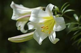 Lilium