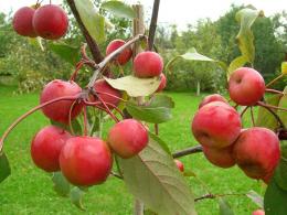 Apple-tree