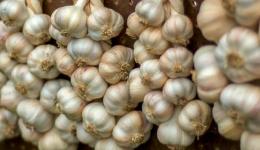 garlic