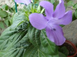 Barleria