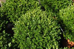 Buxus