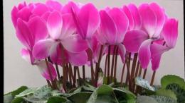 Cyclamen